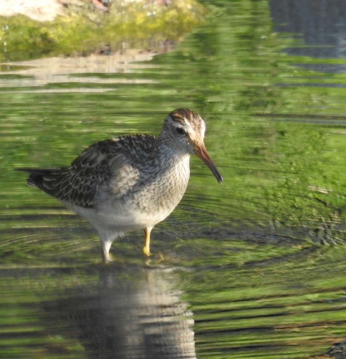 Pectoral Sandpiper - ML644768652