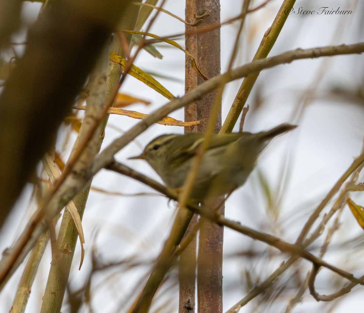 Yellow-browed Warbler - ML644768653