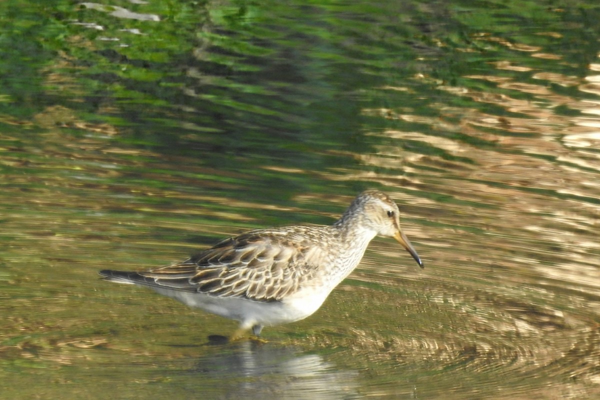 Pectoral Sandpiper - ML644768654