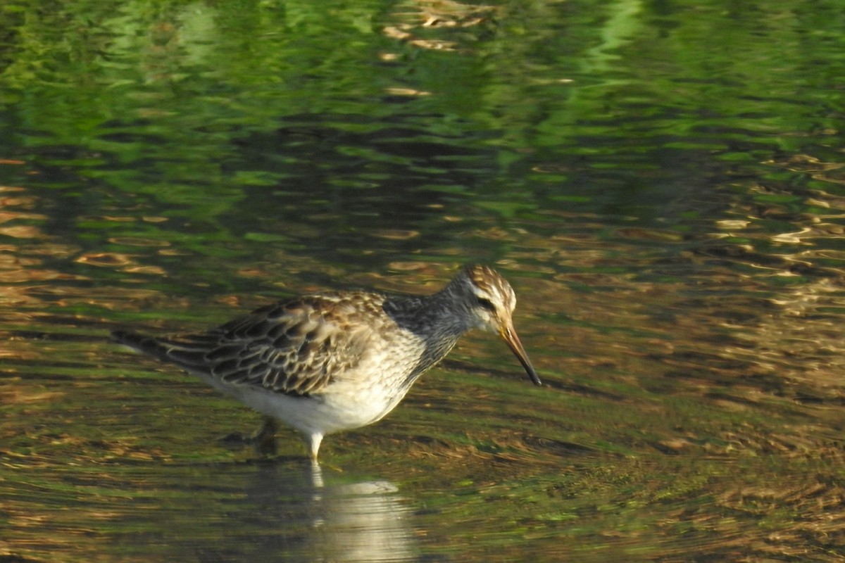 Pectoral Sandpiper - ML644768655