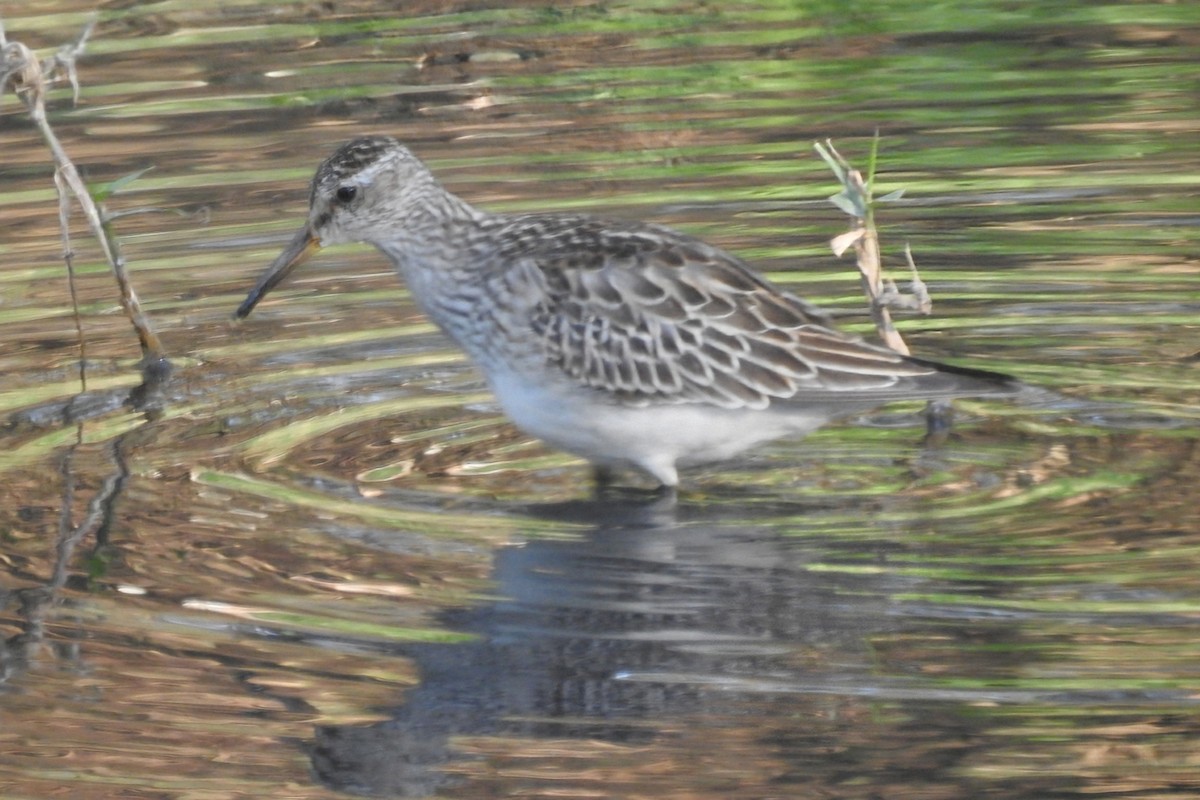 Pectoral Sandpiper - ML644768656