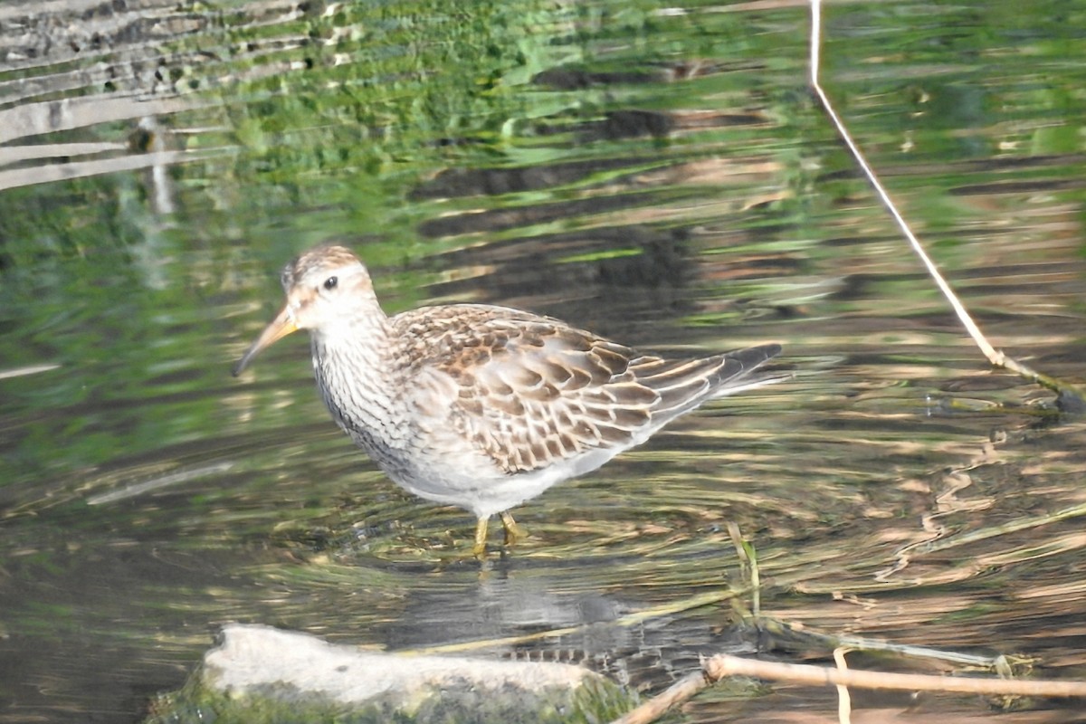 Pectoral Sandpiper - ML644768657