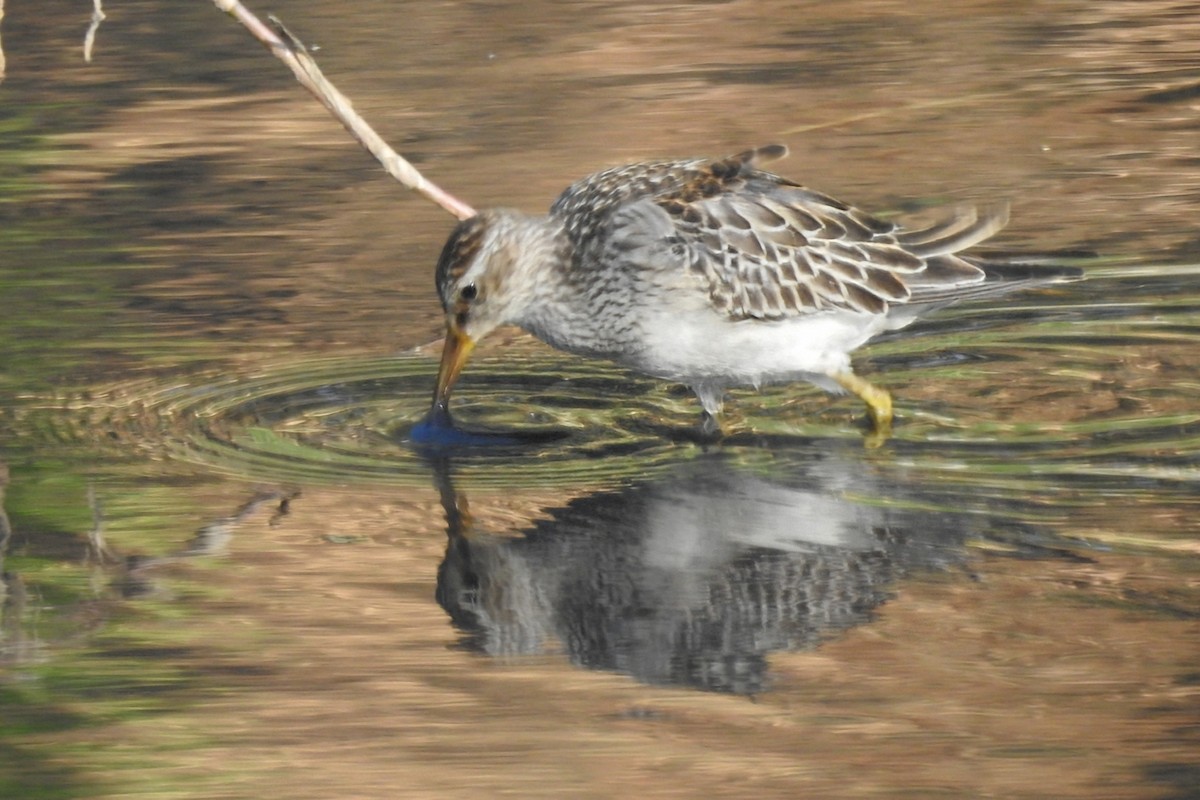 Pectoral Sandpiper - ML644768658