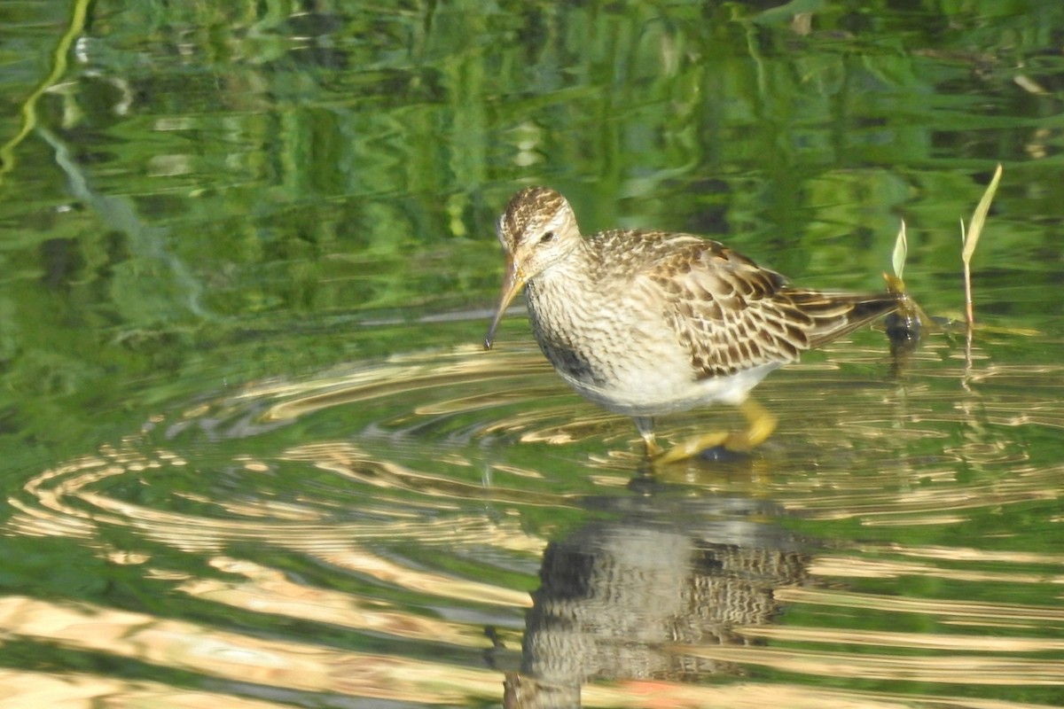 Pectoral Sandpiper - ML644768659