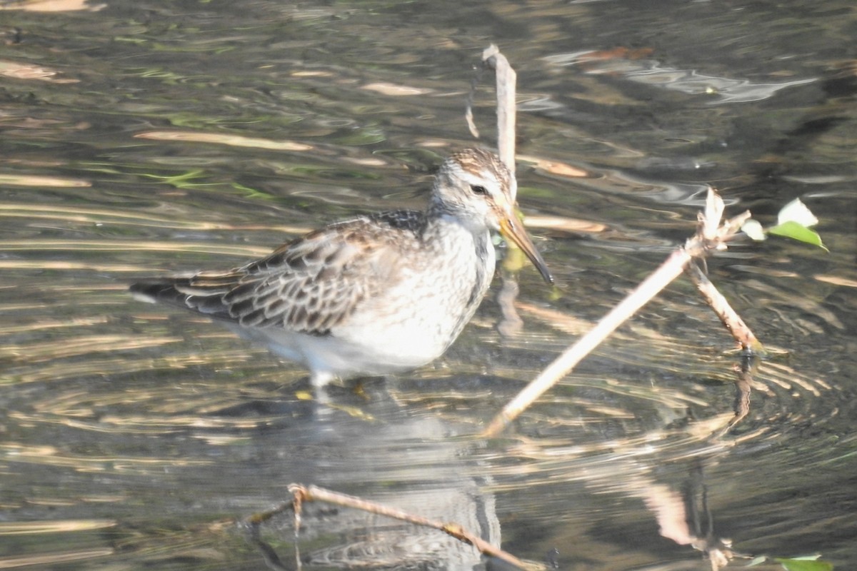 Pectoral Sandpiper - ML644768660