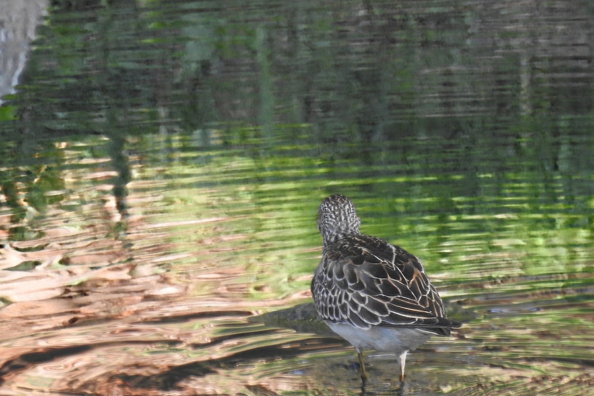 Pectoral Sandpiper - ML644768661