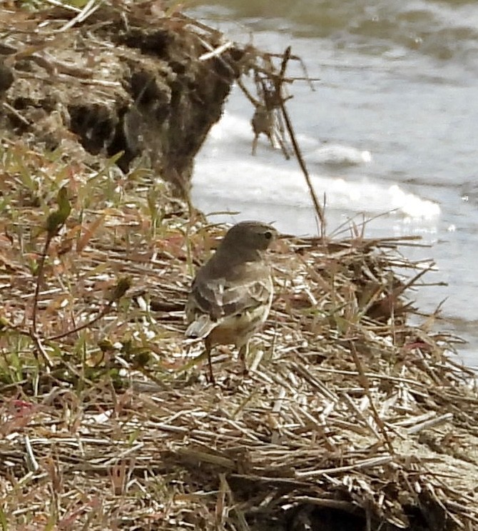 American Pipit - ML644768662