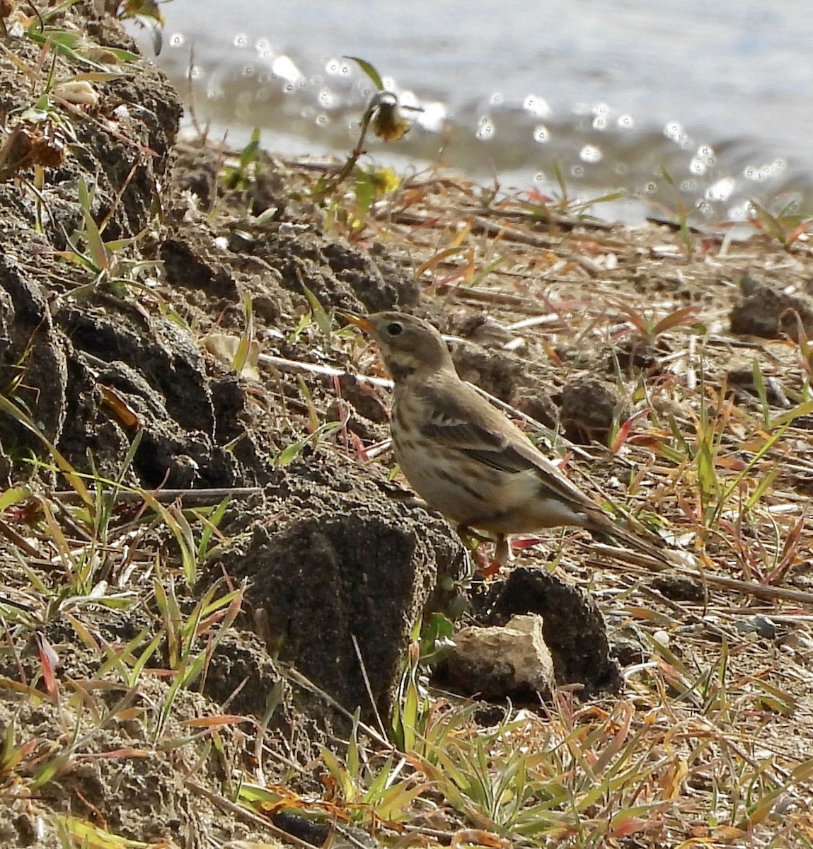 American Pipit - ML644768663
