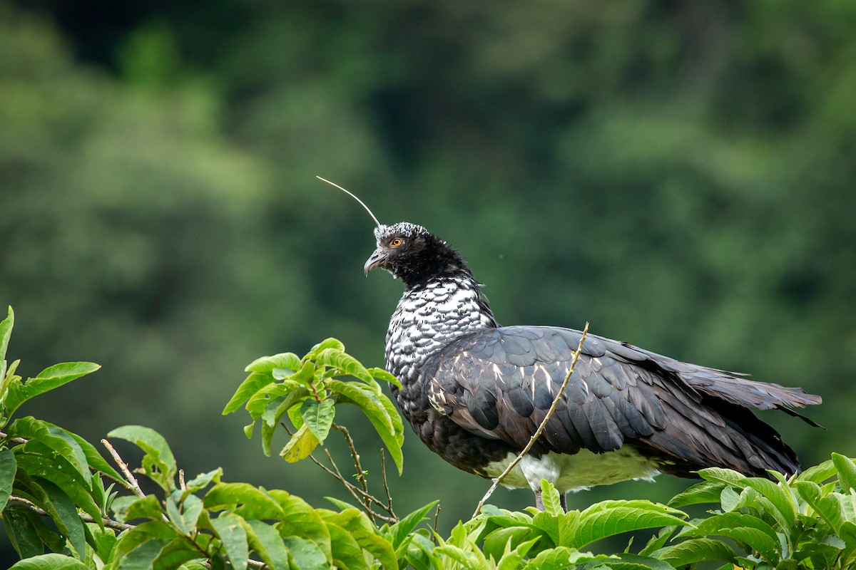 Horned Screamer - ML644768664