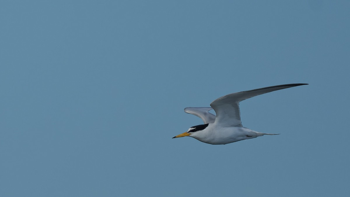 Little Tern - ML644768667