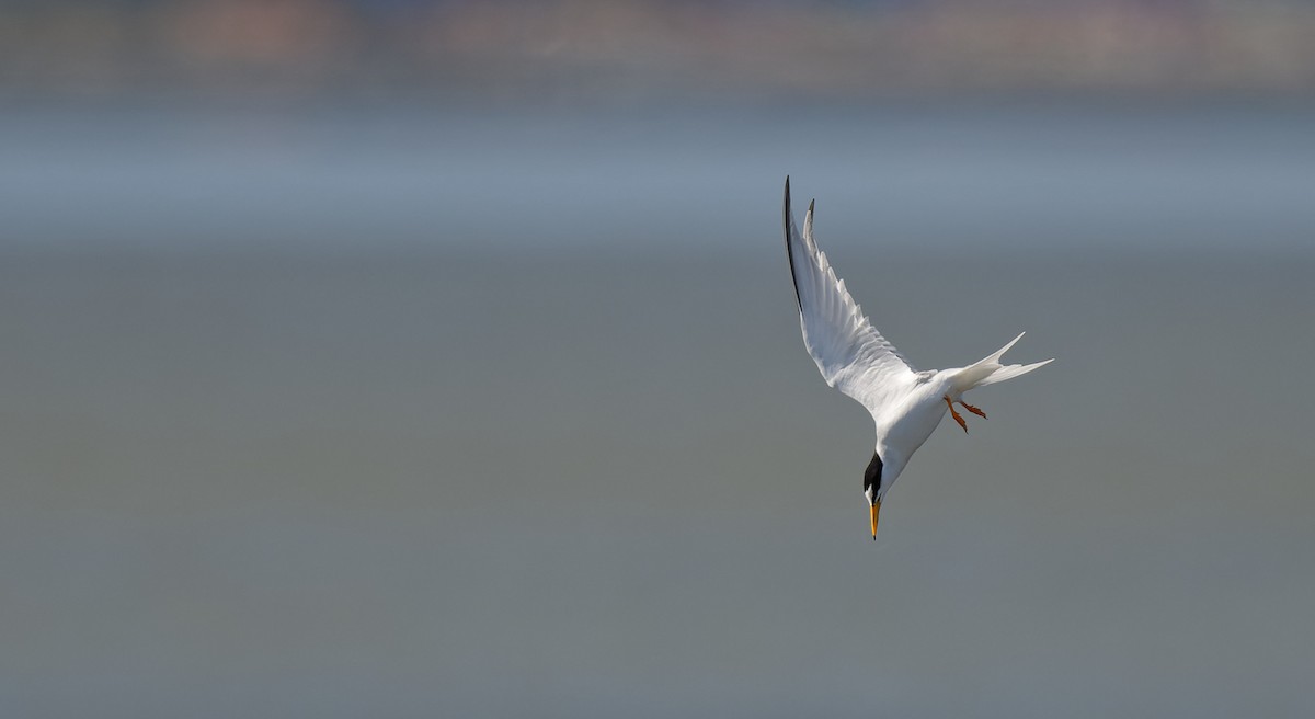 Little Tern - ML644768668