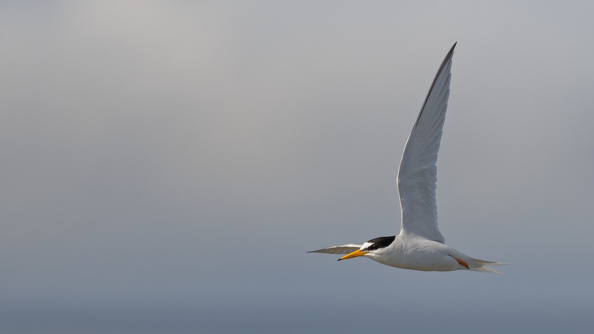 Little Tern - ML644768669