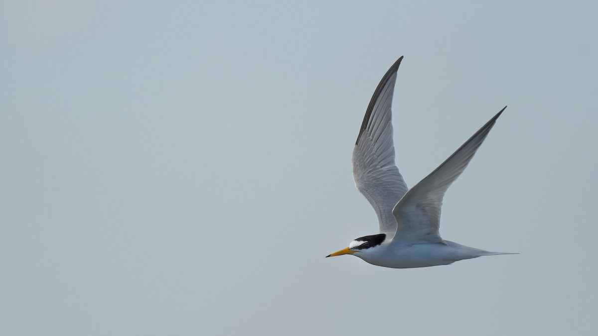 Little Tern - ML644768670