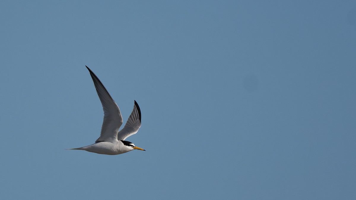 Little Tern - ML644768671