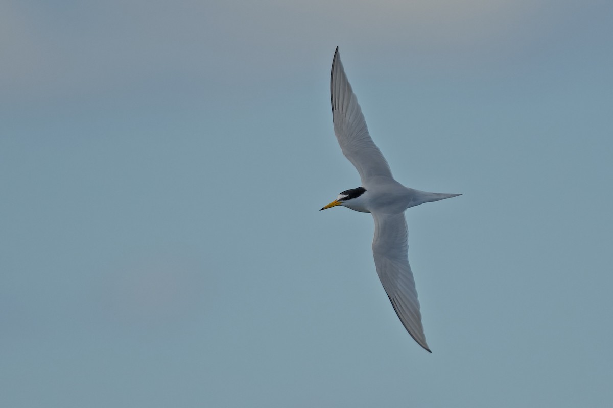 Little Tern - ML644768672