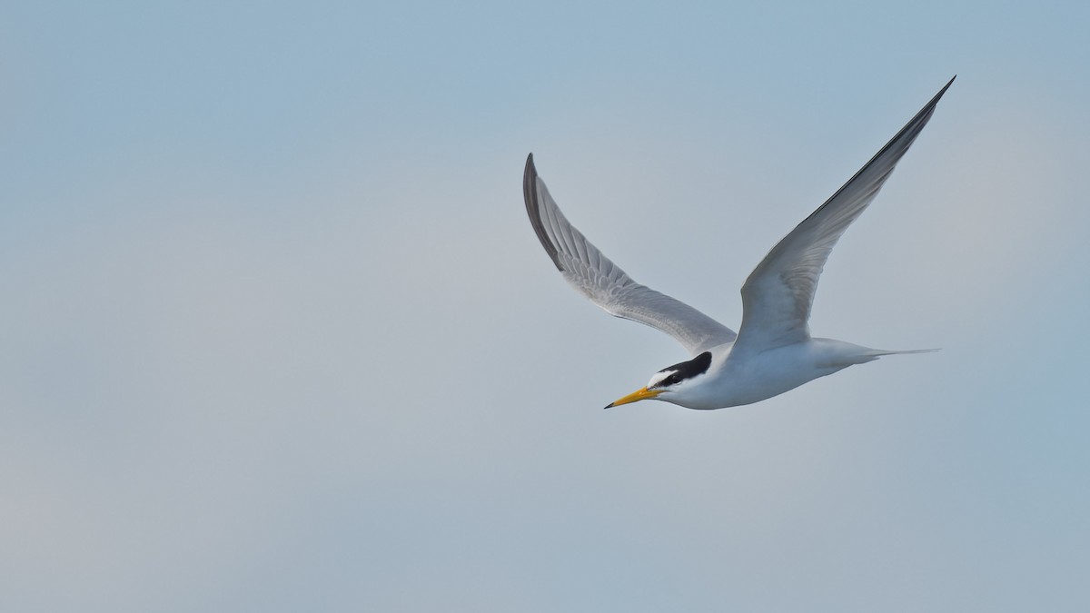 Little Tern - ML644768673