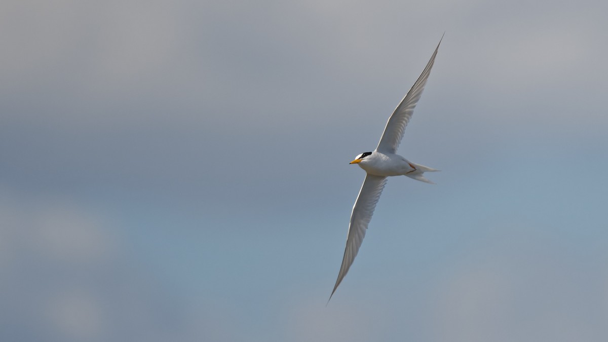 Little Tern - ML644768674