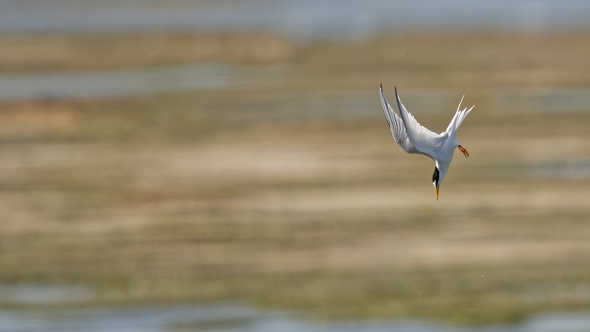 Little Tern - ML644768675