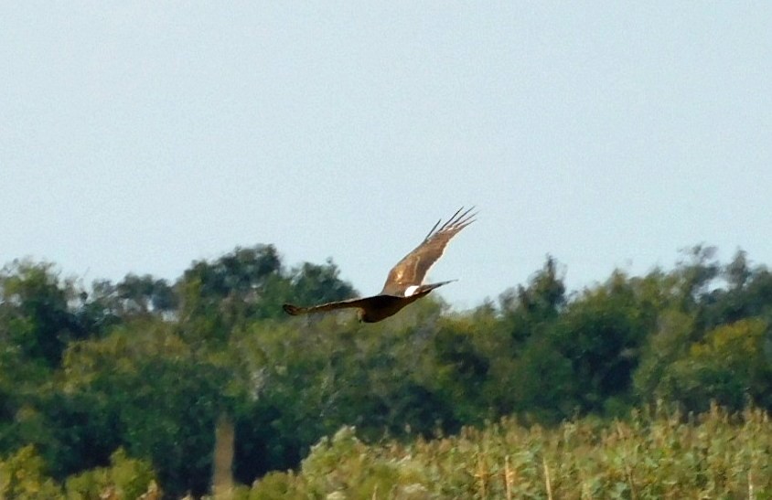 Northern Harrier - ML644768676