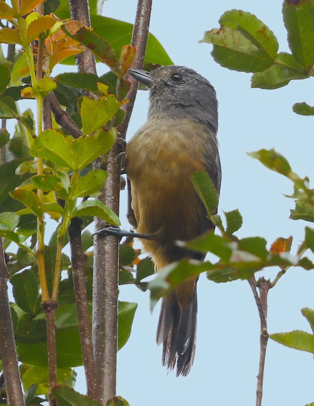 Variable Antshrike - ML644768678