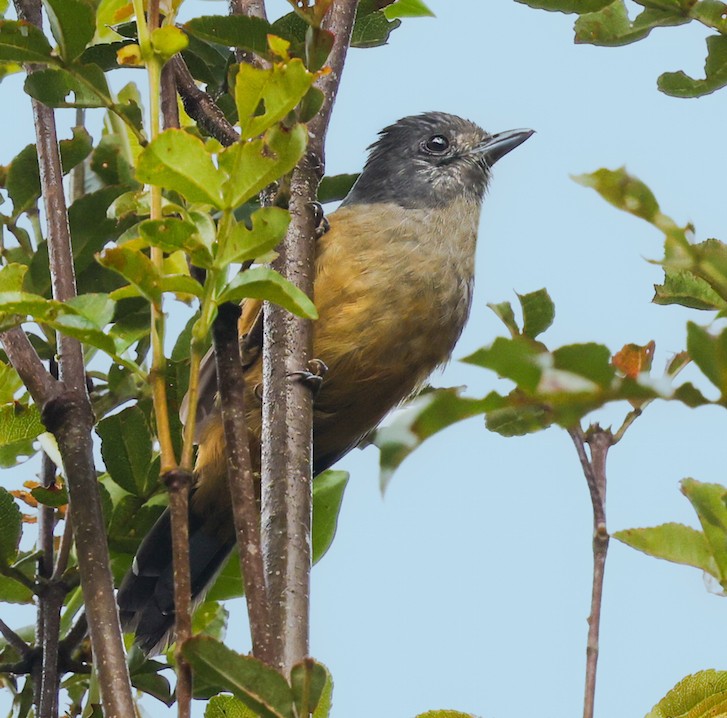 Variable Antshrike - ML644768679