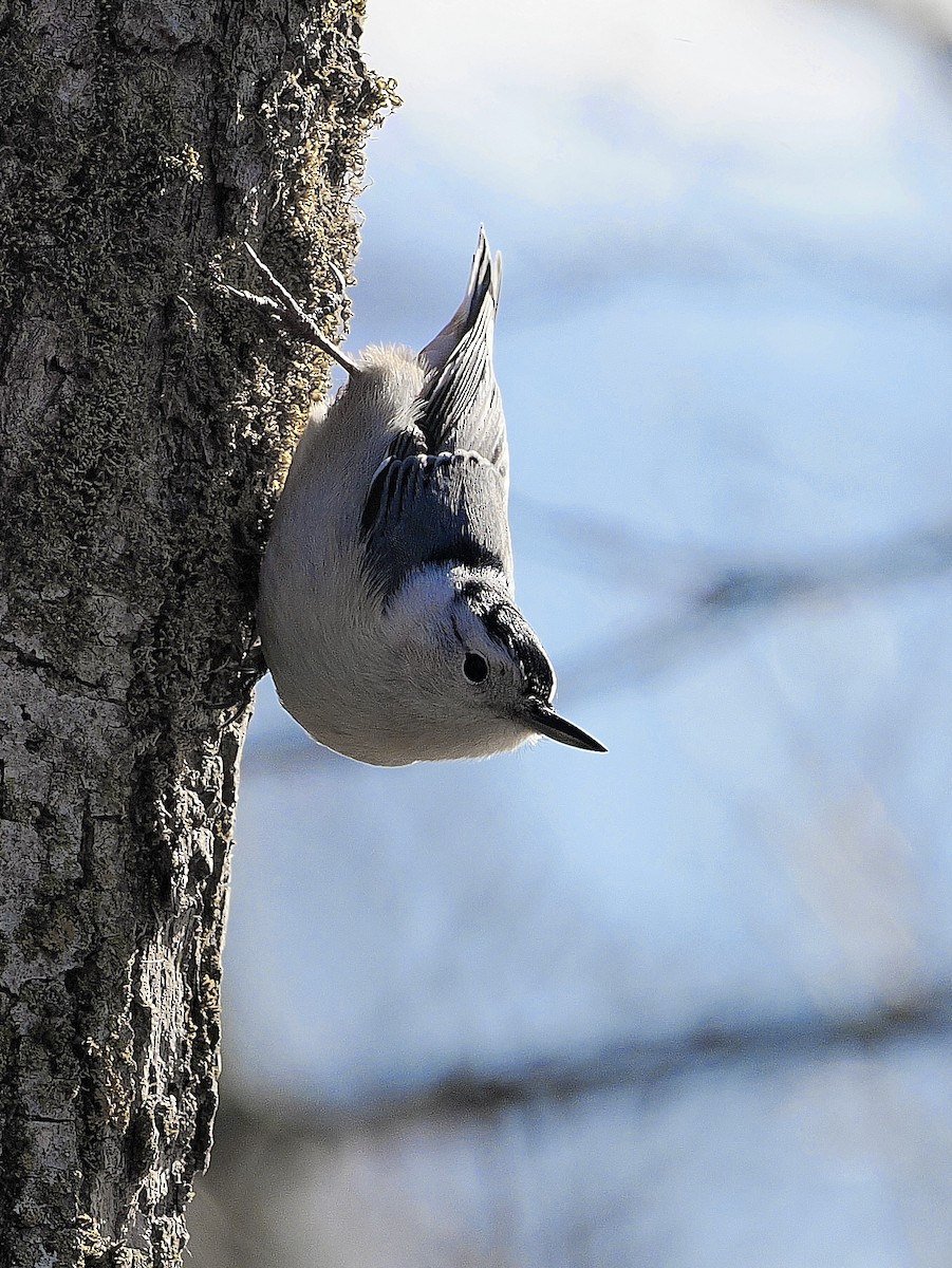 White-breasted Nuthatch - ML644768680