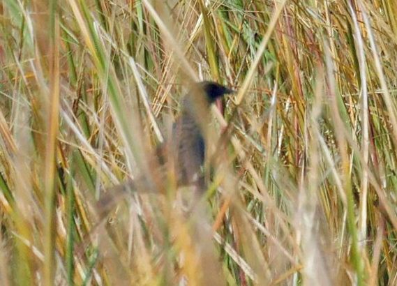 Seaside Sparrow - ML644768681