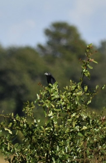 ミゾハシカッコウ - ML644768682