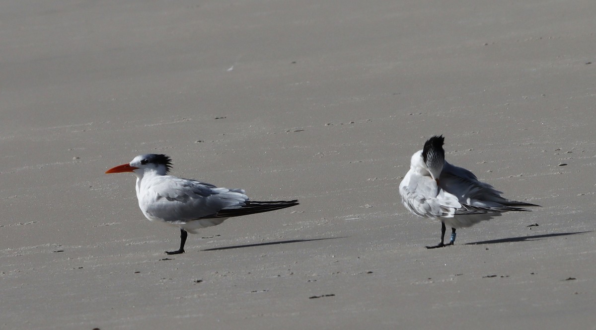 Royal Tern - ML644768684