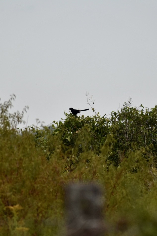 ミゾハシカッコウ - ML644768685