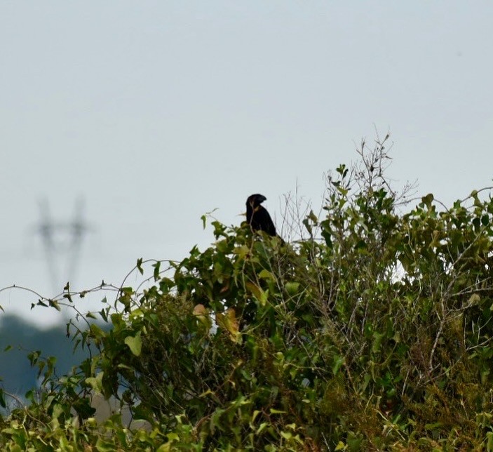 ミゾハシカッコウ - ML644768688