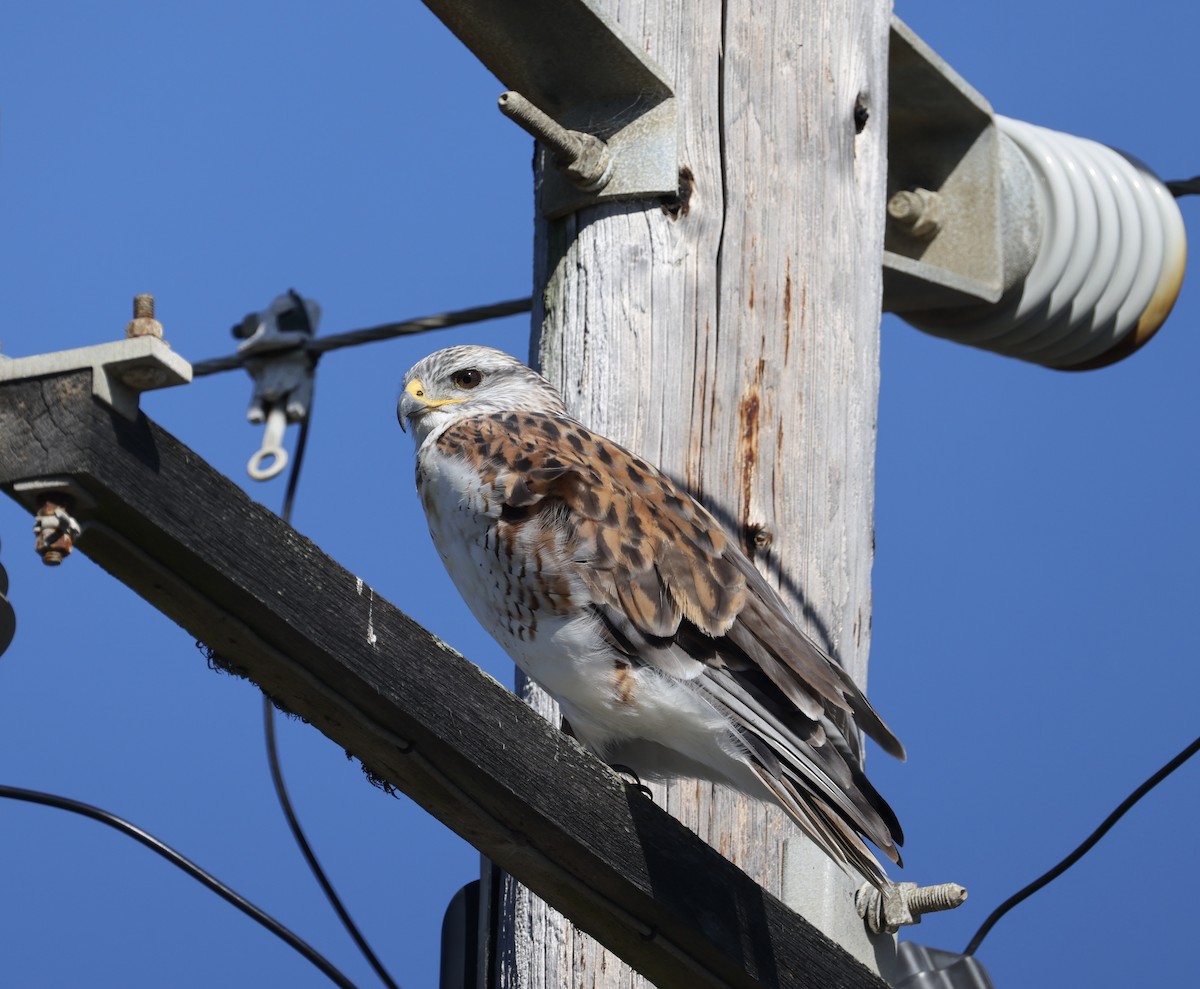 Ferruginous Hawk - ML644768689