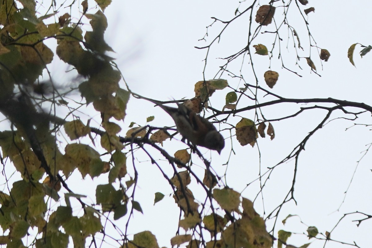 В'юрок - ML644768693