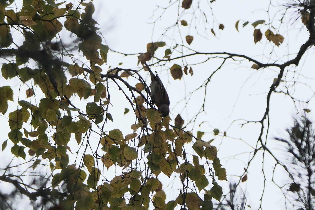 В'юрок - ML644768694