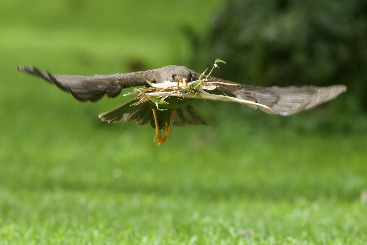 Great Thrush - ML644768701