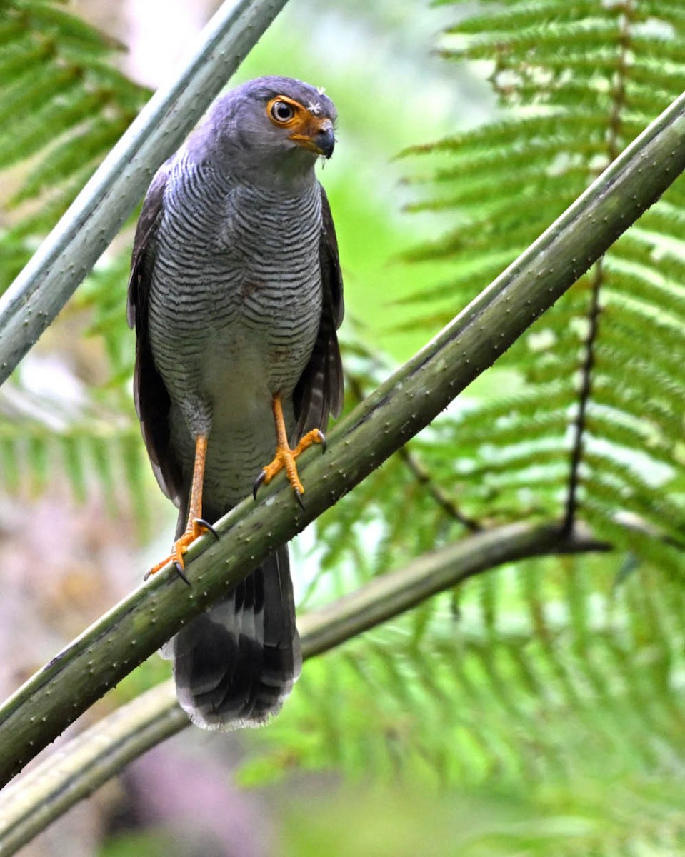 Sperberwaldfalke - ML644768710