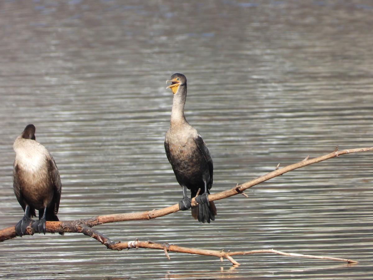 totoppskarv - ML644768715