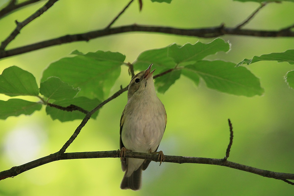 Western Bonelli's Warbler - ML644768716