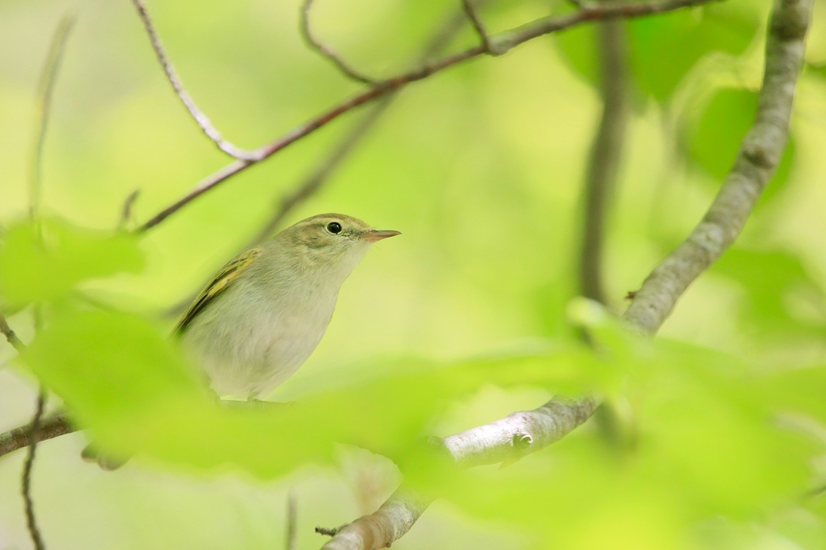Western Bonelli's Warbler - ML644768717