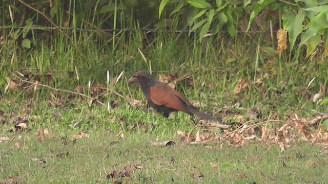 Greater Coucal (Greater) - ML644768719