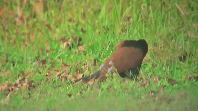 Greater Coucal (Greater) - ML644768720