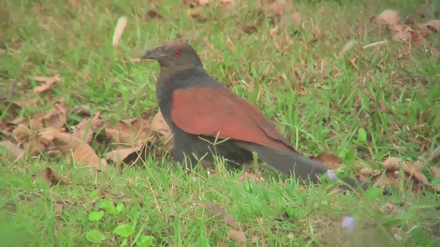 Greater Coucal (Greater) - ML644768721
