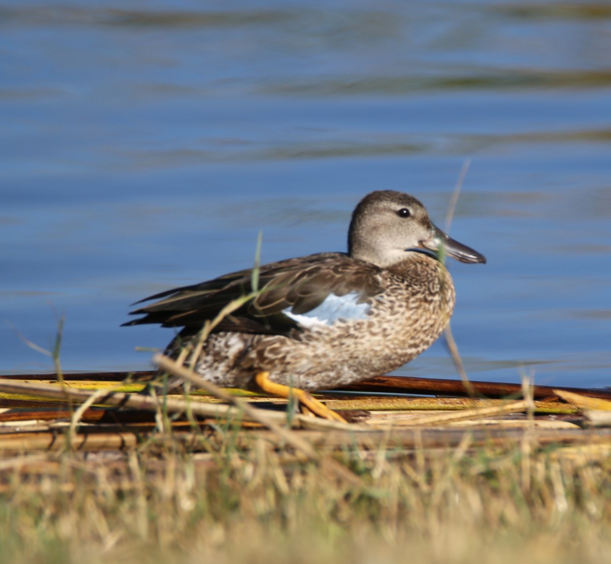 ミカヅキシマアジ - ML644768722