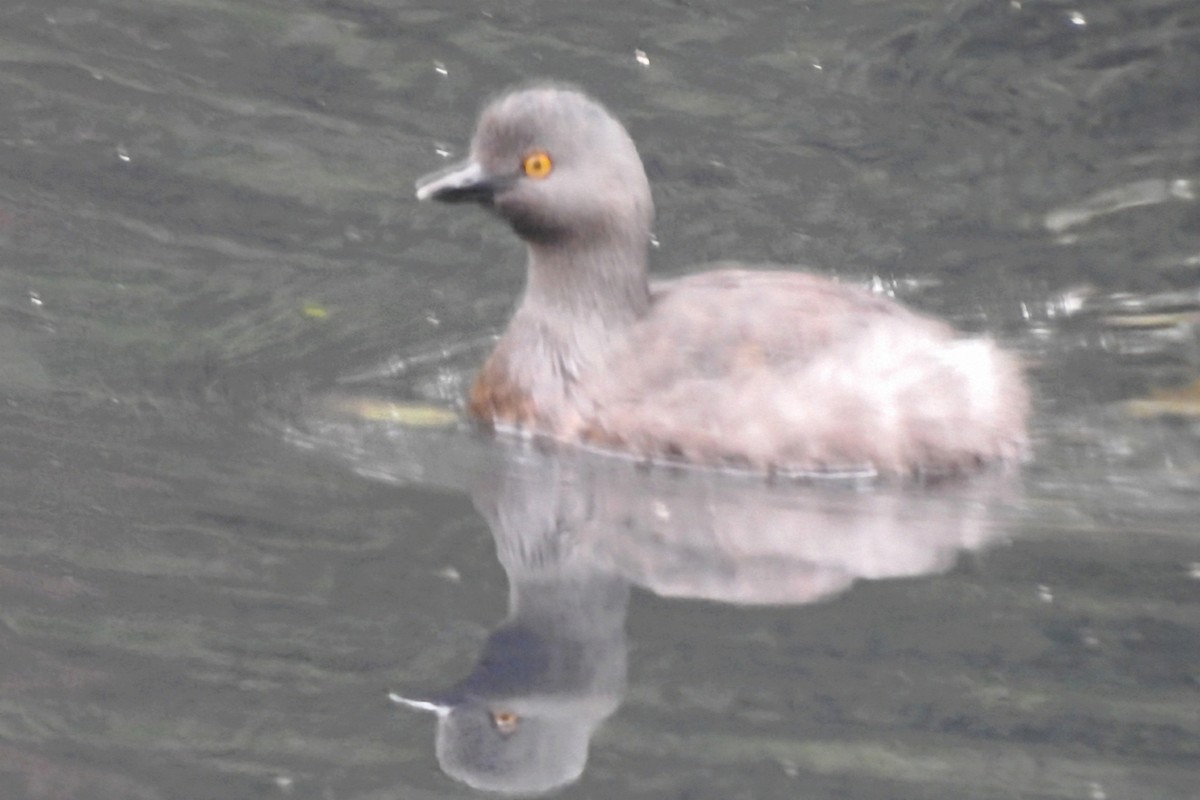 Least Grebe - ML644768723