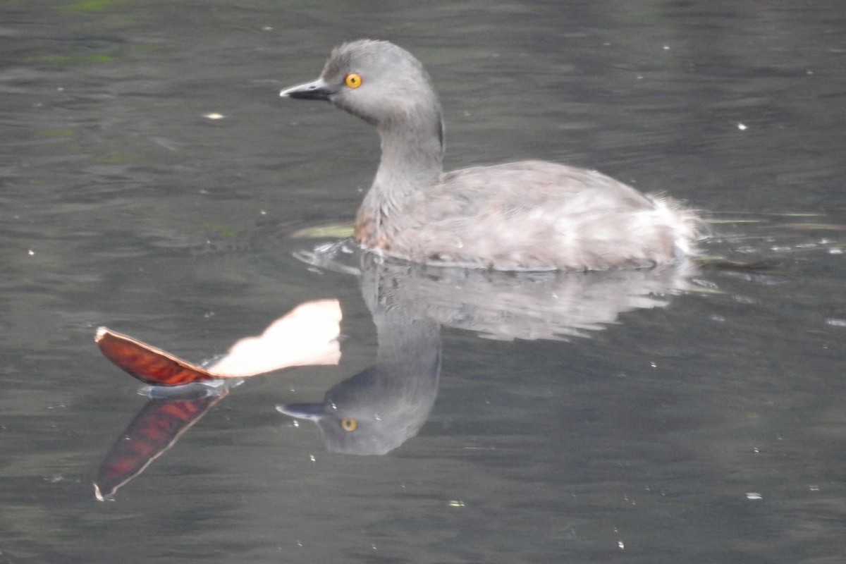 Least Grebe - ML644768724