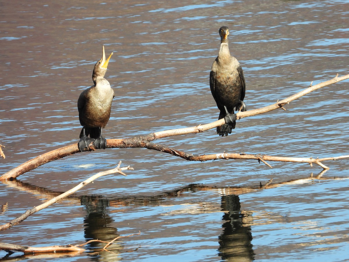 totoppskarv - ML644768734