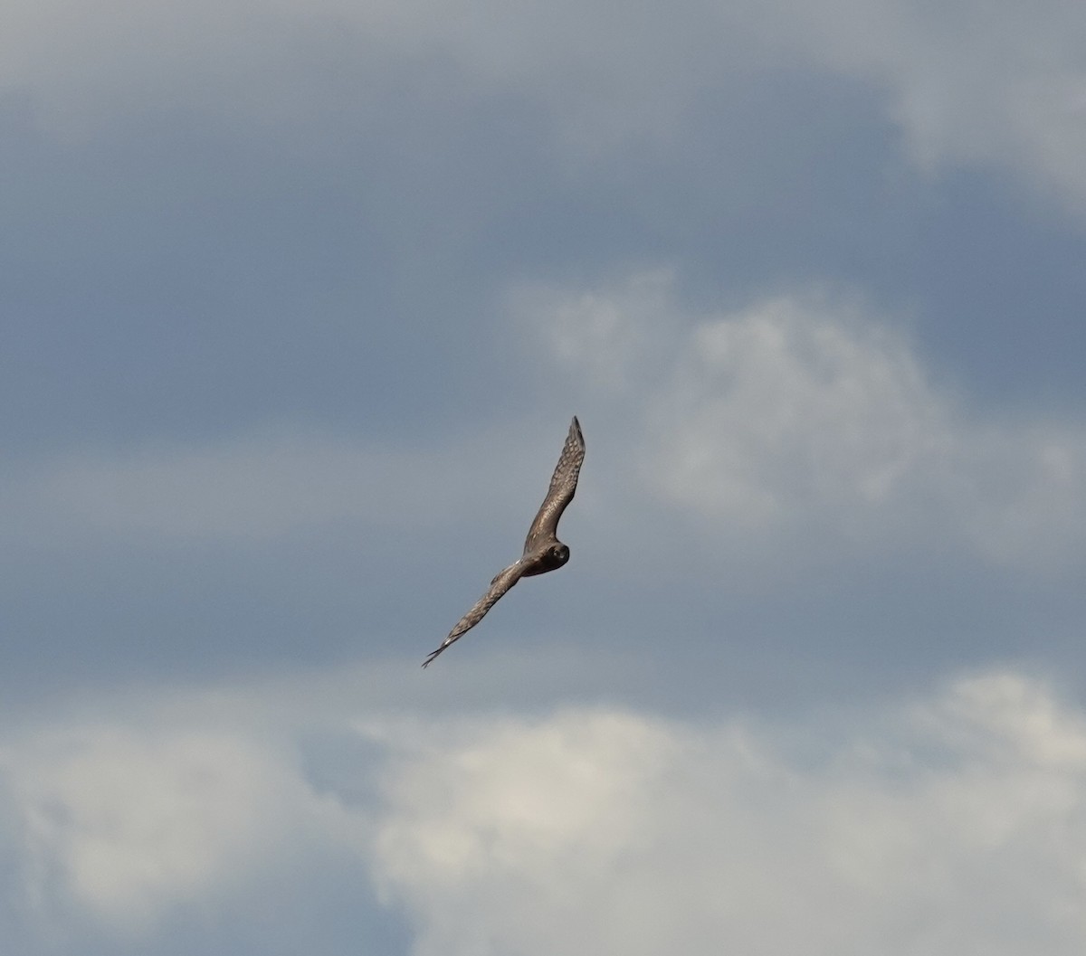 Amerika Delicesi - ML644768738