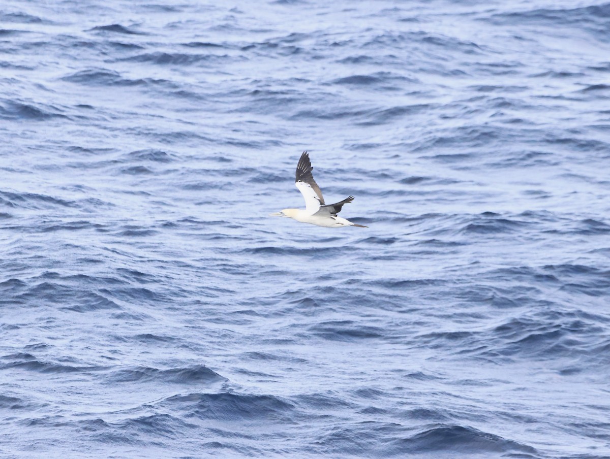 Капская олуша - ML644768740