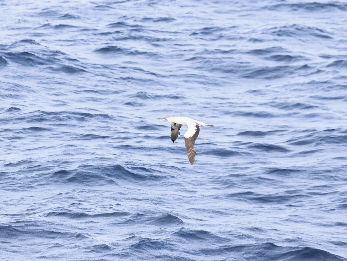 Капская олуша - ML644768741