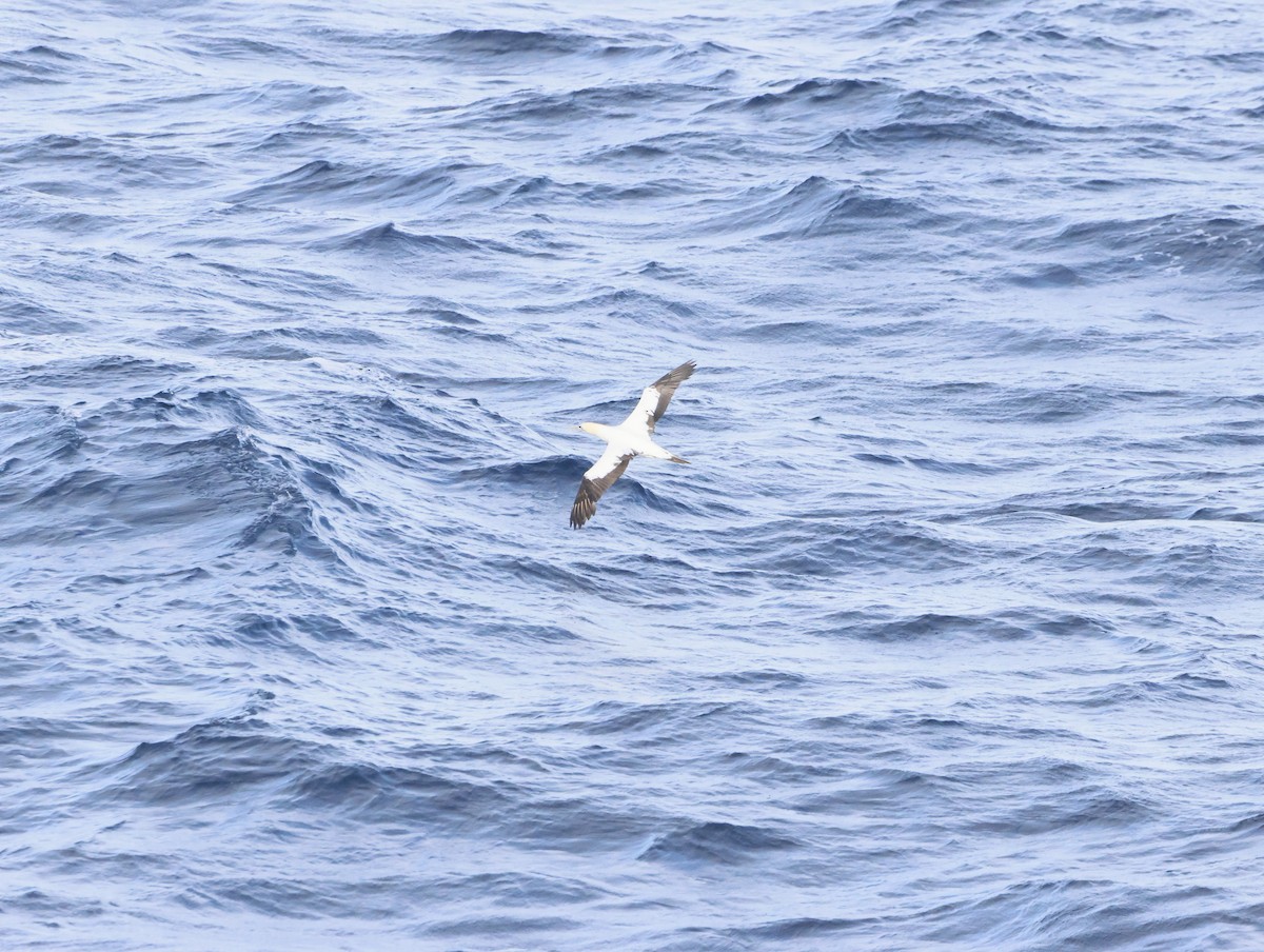 Капская олуша - ML644768742